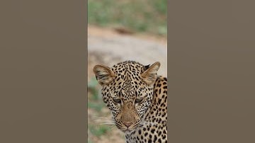 سورة_الإخلاص #ikhlas #egzonibrahimi #explore #islamicprayer #love #imranjazbaat#foryou #sorts