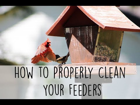 How to Properly Clean Your Feeders - YouTube