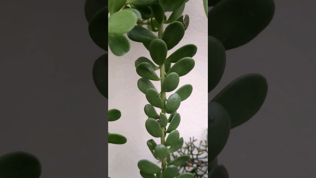 LINDA Kleinia petraea PENDENTE #