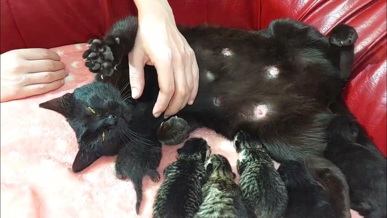 When Cat always wants to be petted...cat cats YouTube