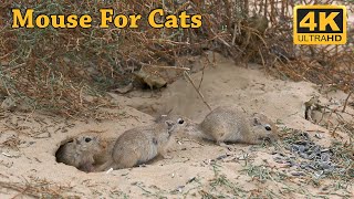 Cat Tv  Gerbils in The Desert  Mouse Fun in Holes For Cats To Watch  4K Tv for Cats