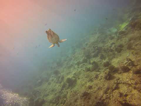 Vídeo: Practicante De Tortugas En Maldivas