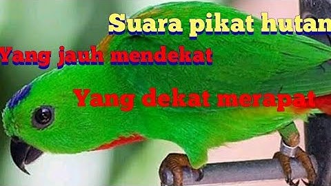 serindit memanggil (mp3)