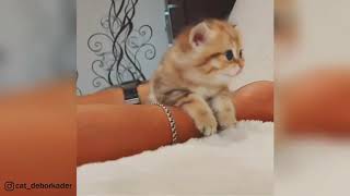Awe Cute Kittens Doing Funny Things, Cutest kittens in the world || Resimi