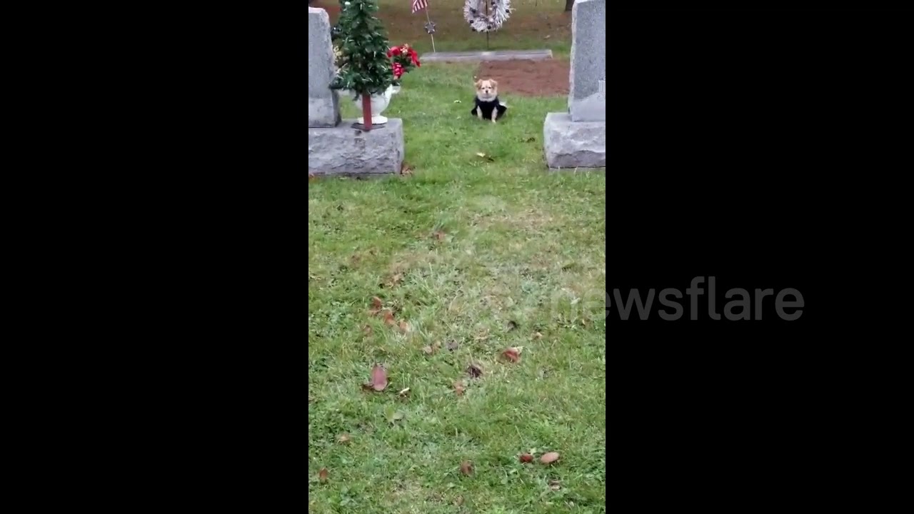camera iphone 8 plus apk Heartbreaking Moment Dog Refuses to Leave Owner's Grave