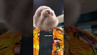 ипучий спартак
