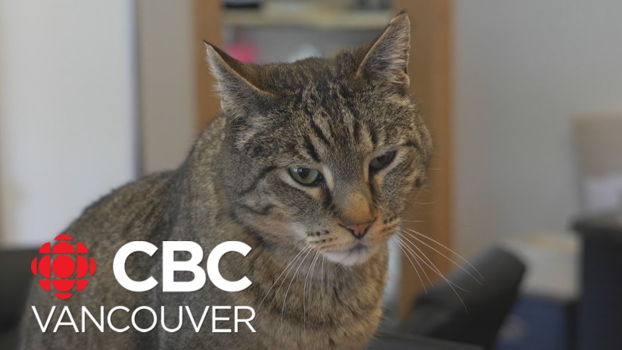 Kootenay veterinary co-operative gets recognized nationally