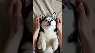 Famous Ultimate Relaxing ASMR Husky Massage  Gentle Hands, Soft Sounds, Happy Dog  #dogmassage #puppy Profile