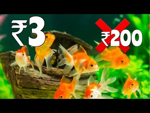 Aquarium goldfish price Clearance