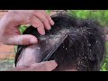 Dandruff scratching removal on head using black combing #E255