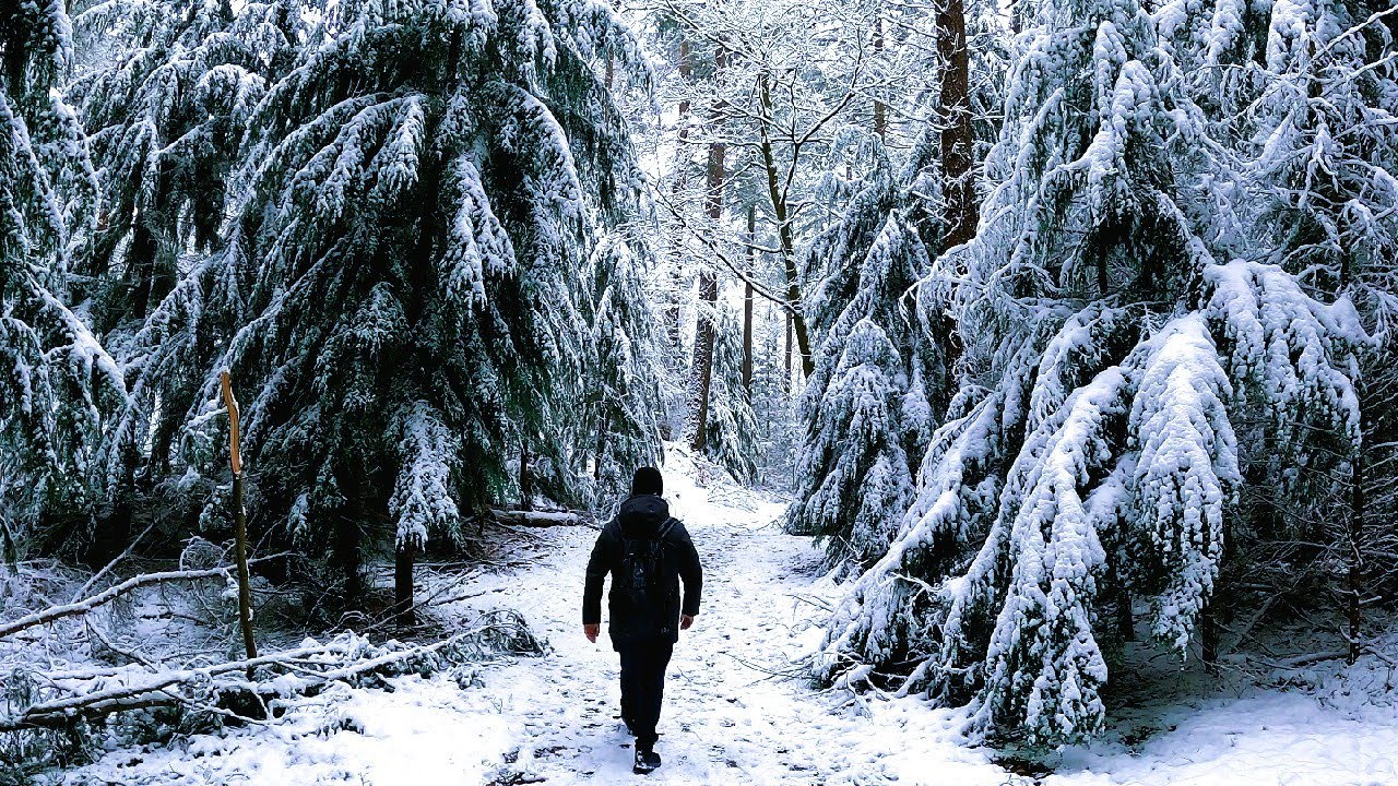 *HIKING* Weekly Walks - Nunspeet (Solo Hiking In Winter Zandenbos)