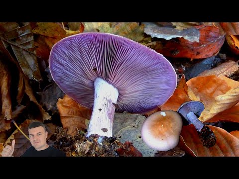Video: Kako Izgleda Gljiva Valui?