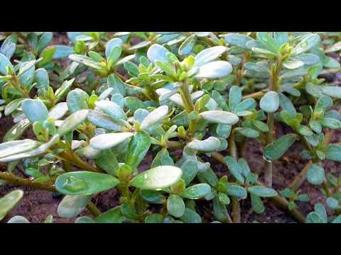 वीडियो: लुकुलिया पौधे की जानकारी - लूकुलिया के पौधे उगाने के लिए टिप्स