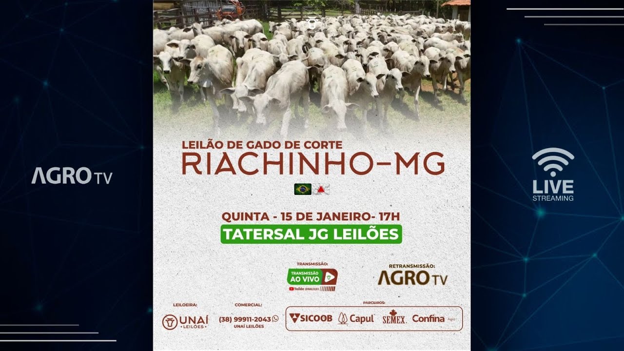 LEILÃO DE GADO DE CORTE DA UNAÍ LEILÕES EM RIACHINHO - MG - 15/01/2026