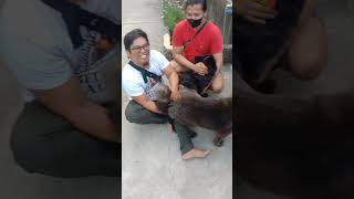 Blue Chowchow dog stud session at Tuliao Sta Barbara, Pangasinan