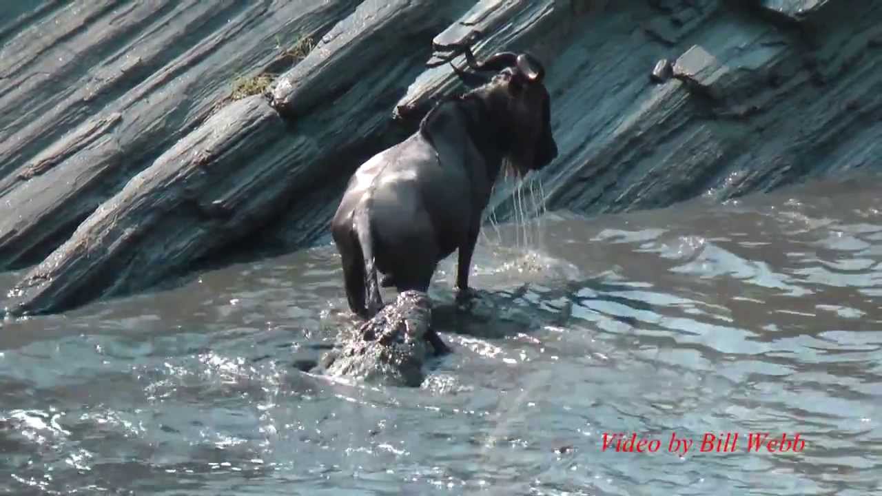 Croc vs  Wildebeest, one narrow escape and one sad ending