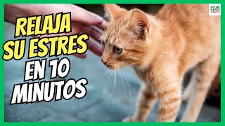 HOW TO RELAX A STRESSED CAT IN 10 MINUTES?