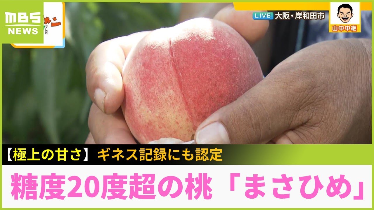 ギネス世界記録に認定！糖度２０度超えの世界一甘い桃『まさひめ』　大阪・岸和田市「マルヤファーム」【現場から生中継】（2023年7月17日）