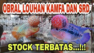 OBRAL LOUHAN KAMFA DAN SRD BOOM HEAD || STOCK TERBATAS