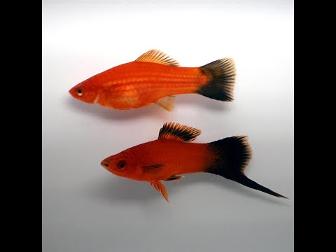 Меченосец красный чернохвостый Разведения ПАНАКФИШ (Xiphophorus helleri)