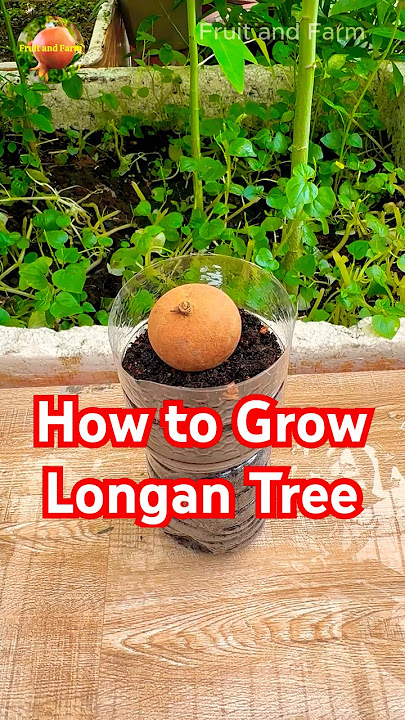 How to Grow Longan Tree from Fresh Seed