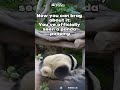 Finish Business And Roll Away | iPanda #shorts #HKpanda