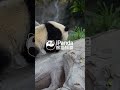 Finish Business And Roll Away | iPanda #shorts #HKpanda