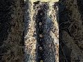 Вырастить крупный лук на Крайнем Севере без проблем