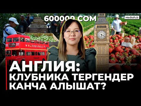 Video: Улуу Британияда канча стокер дүкөнү бар?