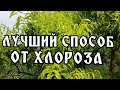 ЧТО ДЕЛАТЬ ПРИ ХЛОРОЗЕ\КАК БЫСТРО ВЫЛЕЧИТЬ ХЛОРОЗ