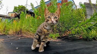 空地で見掛けた野良猫の子猫が可愛過ぎる