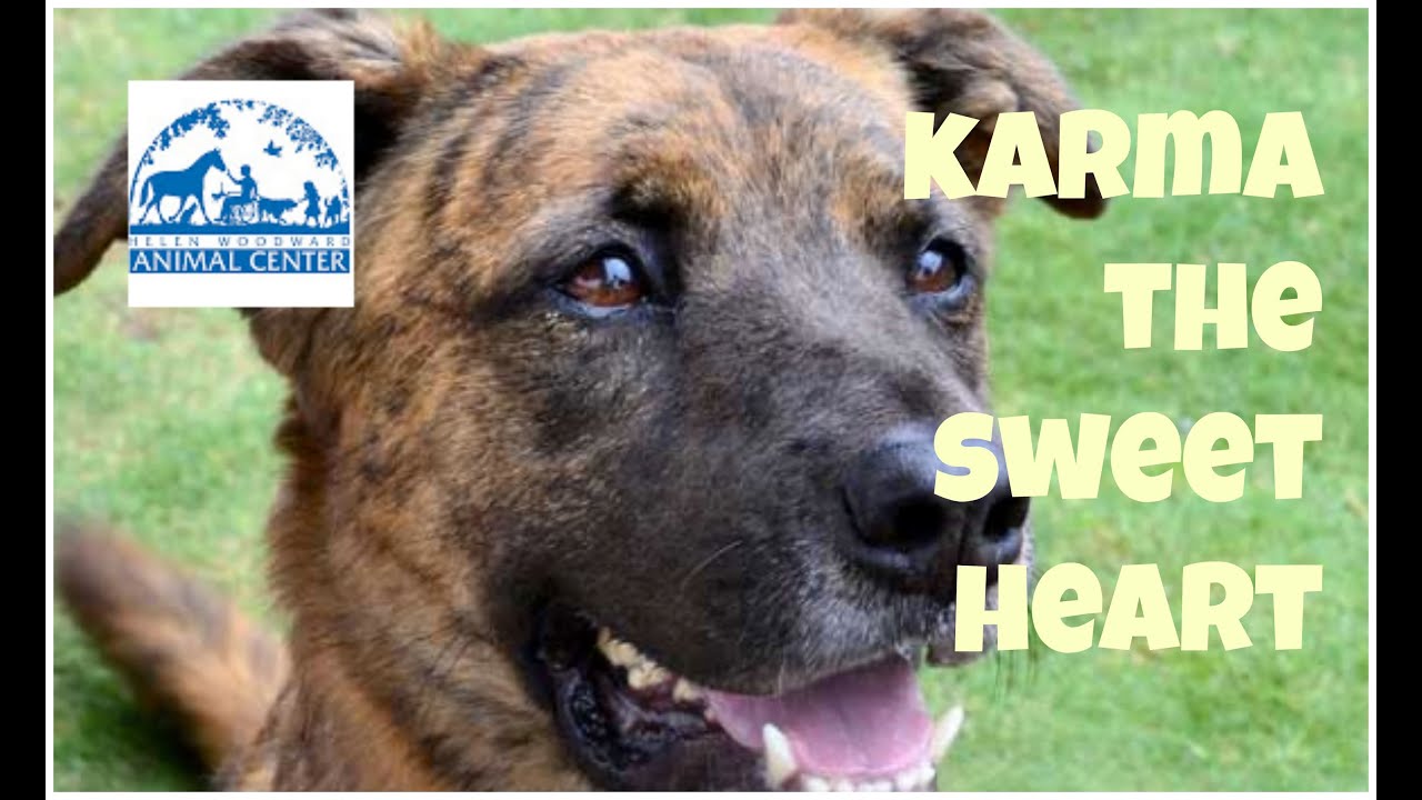 puppy paradise Want Good Karma? Adopt Her!