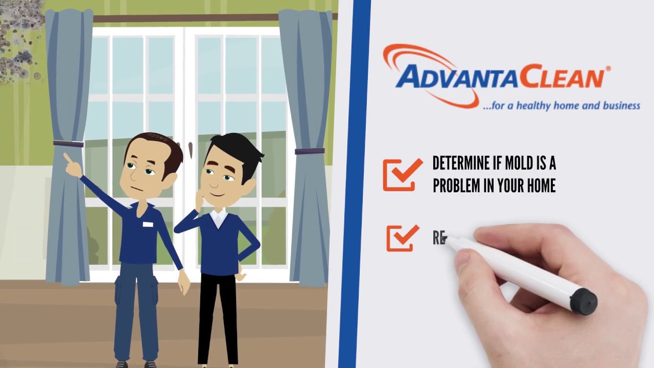 Mold Remediation and Mold Removal Process