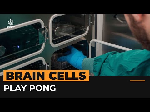 Lab-grown brain cells play Pong computer game