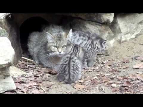 Video: [Dagelijkse Verzending] Een Mysterieuze Wilde Kat Gevangen Op Video - Matador Network