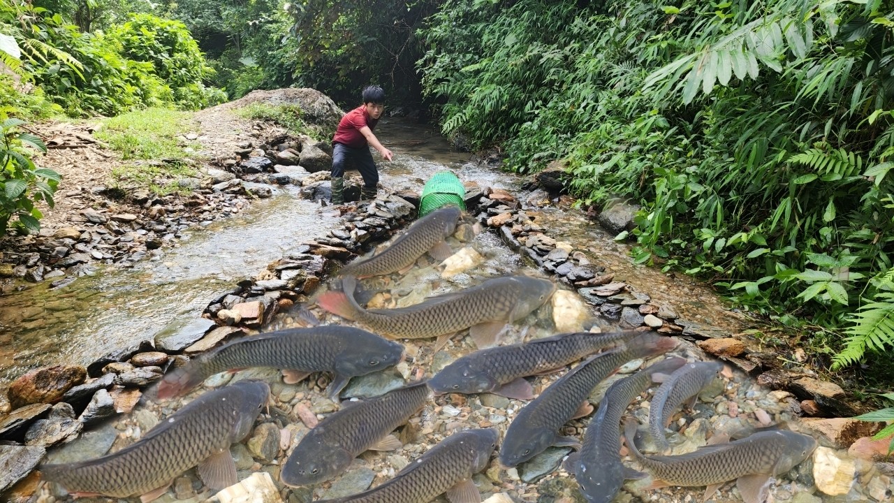 Full video of 36 days of Lâm making traps to catch fish in a natural stream.