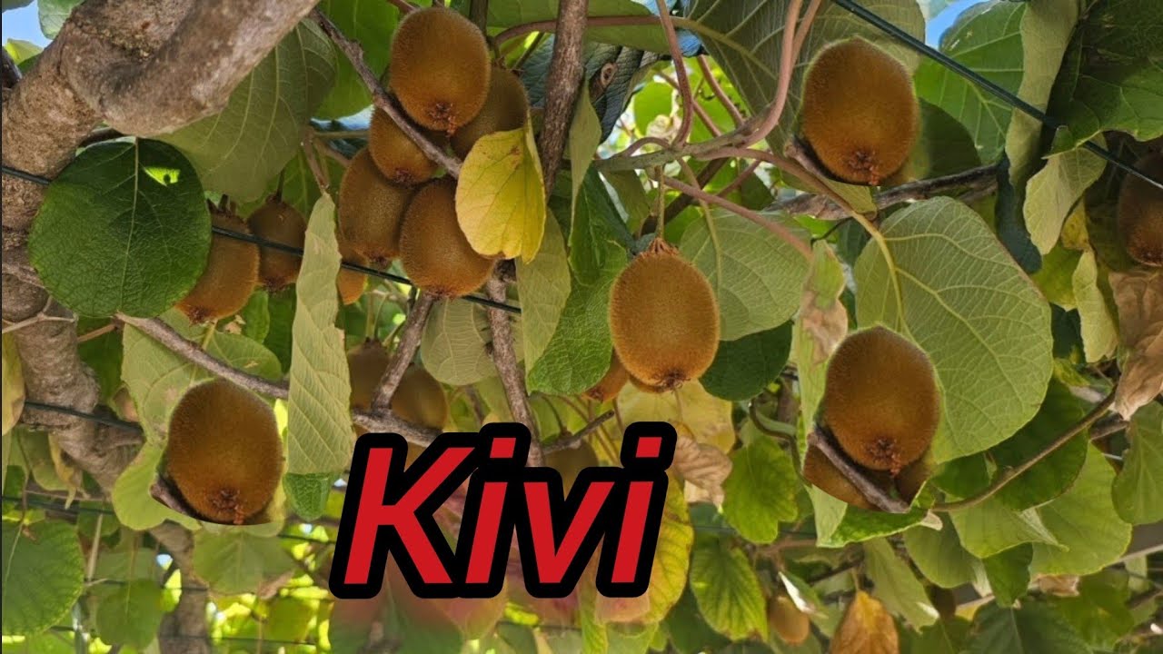 Выращивание киви для получения богатого урожая — посадка, обрезка, прививка, удобрение