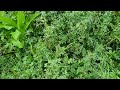 SM4 on 17/04/2026 Est. 03/2024. Grazed 16/10/2025-16/12/2025. Slashed. Heavily grazed 5/03/2026.