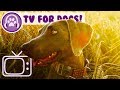 TV for Dogs! Entertaining City TV for Your Dog! With relaxing Music!