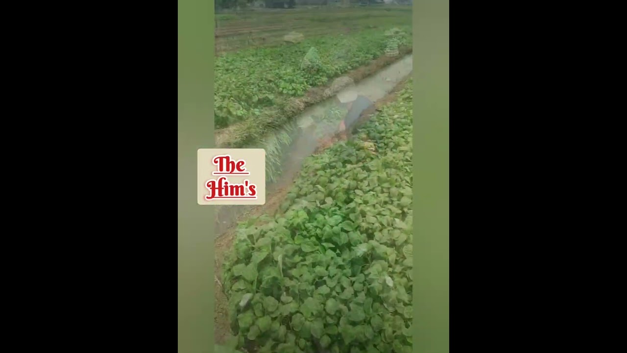 my honey the him's band