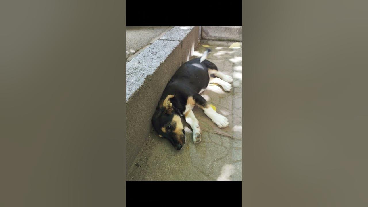 Улюблені тварини🥰😍🥰😍 - YouTube