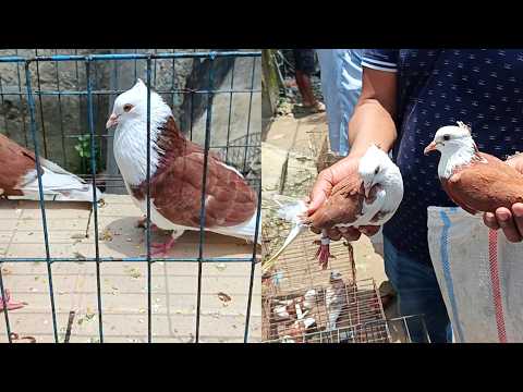 Beautifully colored Raj Golla pigeon market.