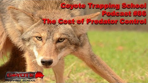 86 - The Cost of Predator Control - Coyote Trapping School Podcast