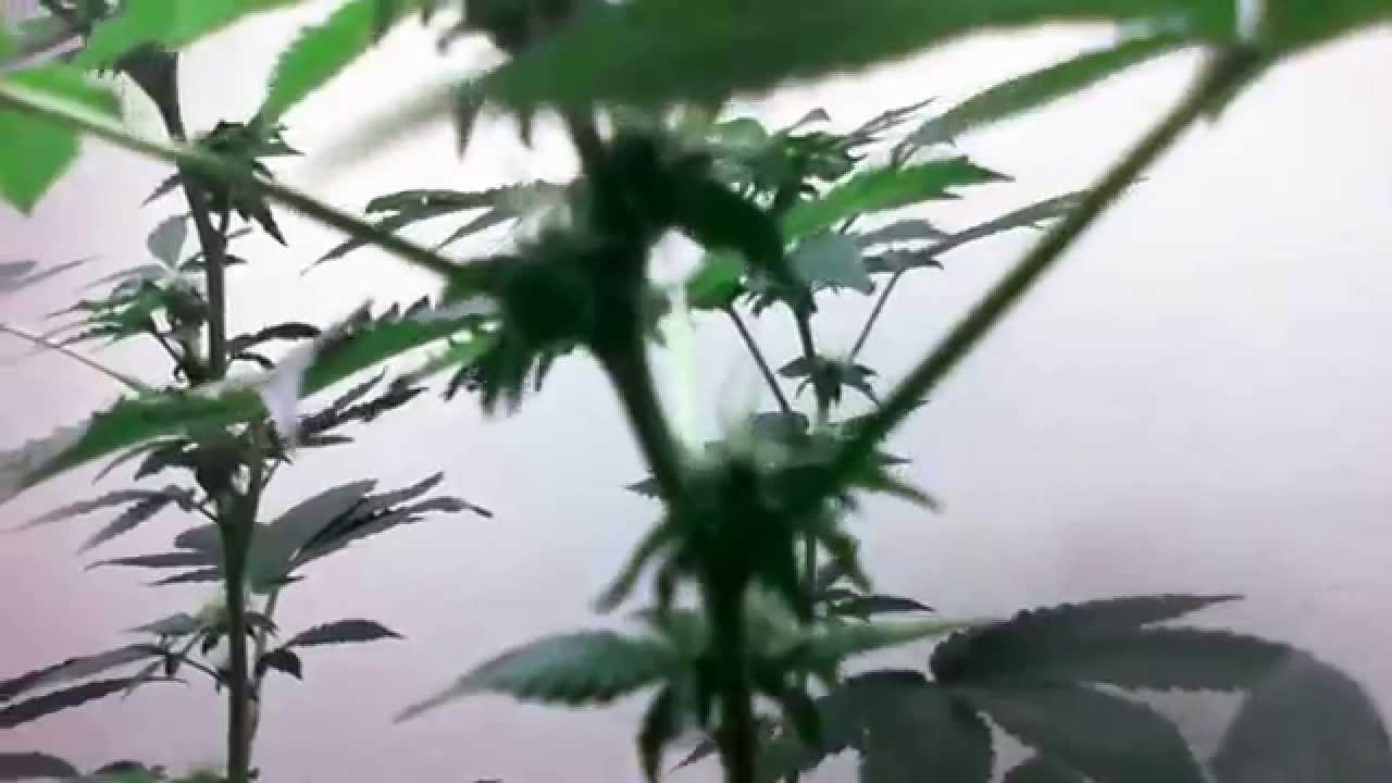 cannabis newb 33 days of flower