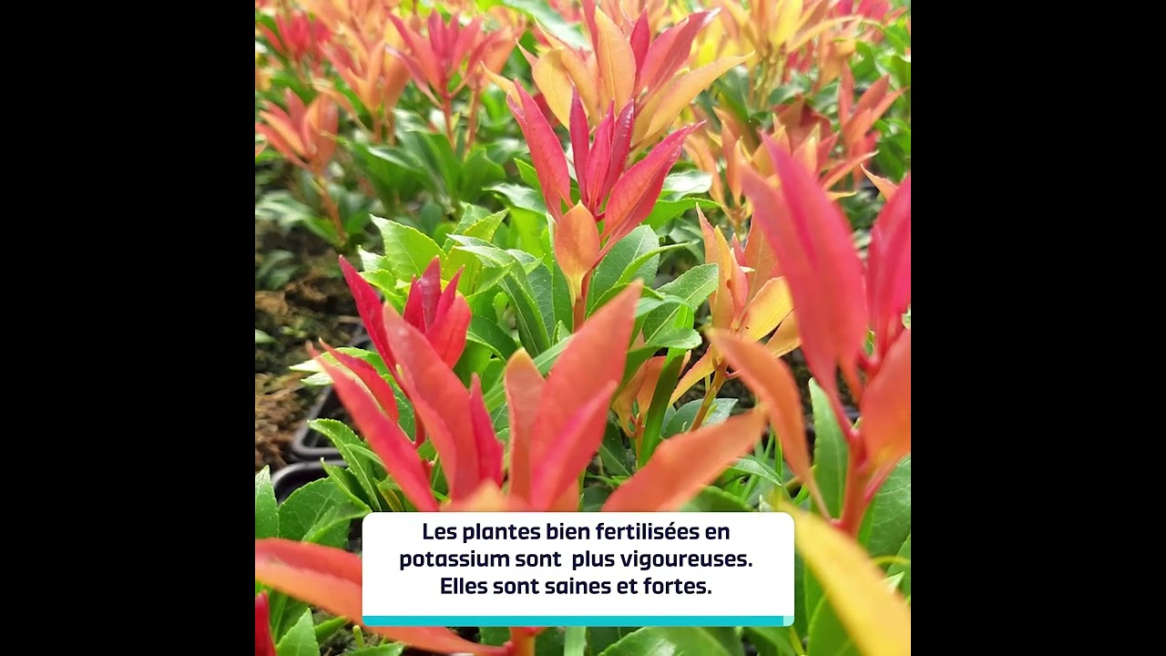 Engrais Peters Professional : le potassium est essentiel pour des plantes belles et saines