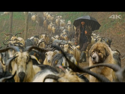 Ormandaki Yalnız Adam - Sisin İçindeki Zorluk | Belgesel ▫️4K▫️