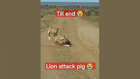 lion attack pig 😭 #tiger #shorts #lion #trending #youtubeshorts #viral