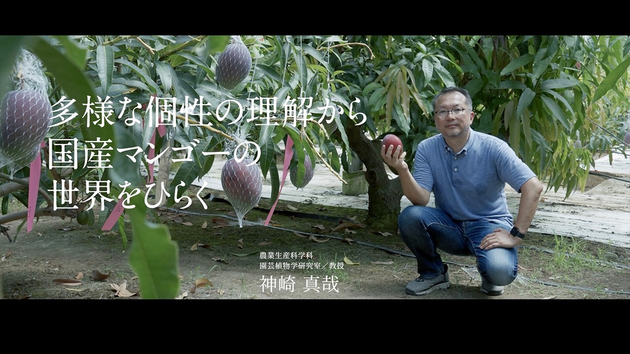 近畿大学農学部】開花・成熟・品種の特性から、国産マンゴーの可能性を