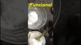 Bicarbonato para ELIMINAR Ratas y Ratones #ratones #ratas #bicarbonato #noplagas