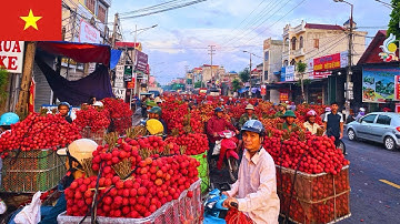 Chợ Vải 23/6/2025: Giá Vải Tại Ngã 4 Cơ Khí, Ngã 3 Nghĩa Hồ, TX Chũ, Bắc Giang, Việt Nam.